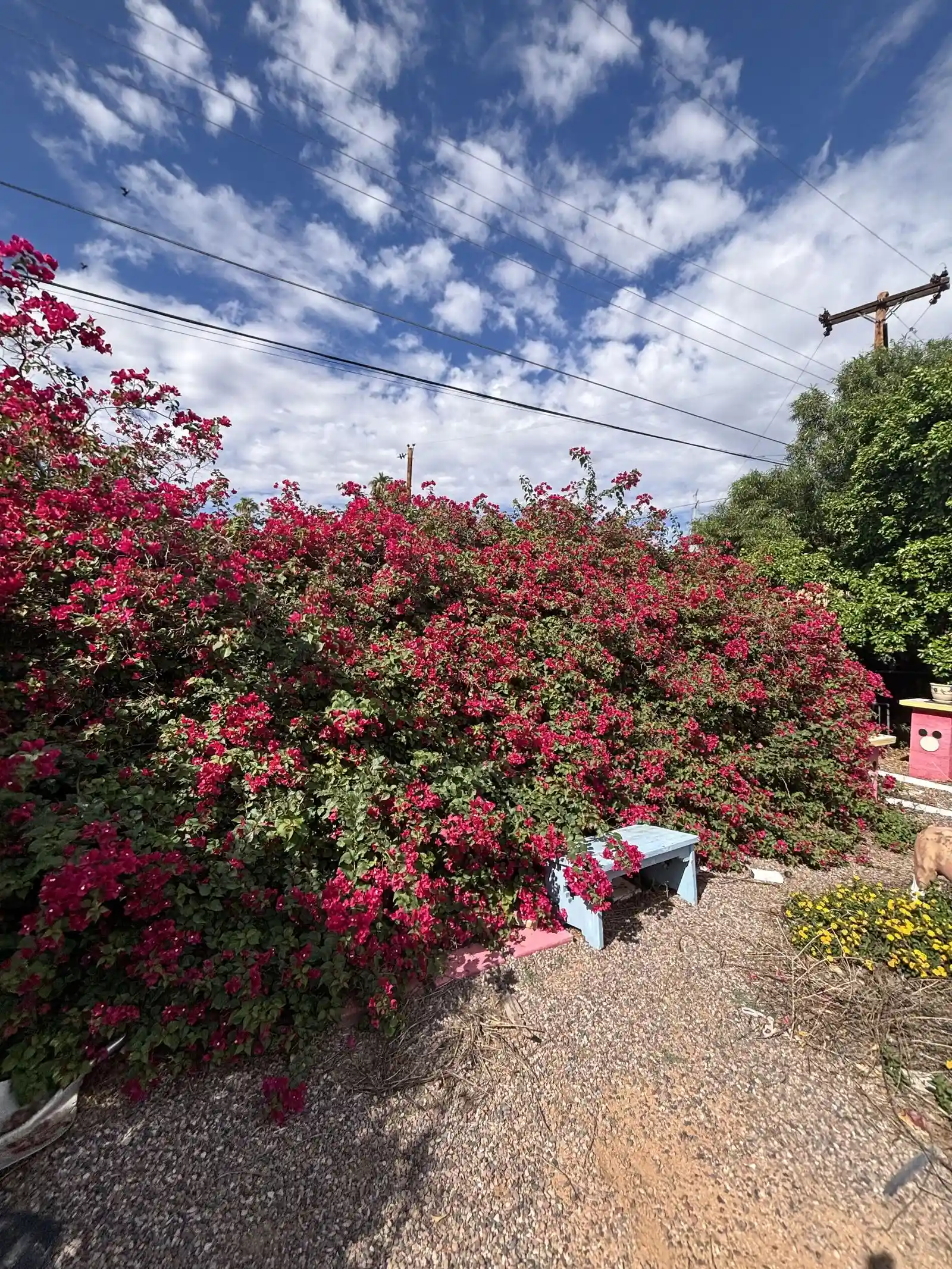 IMG_3616 — 5332 E Baltimore St, Mesa, AZ 85205