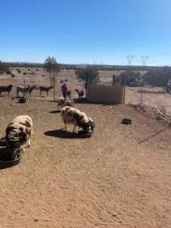 MEb8ee88a5586c4a5ffe40ed9d6f0ac345 — 9847 Cupples Trl, Snowflake, AZ 85937